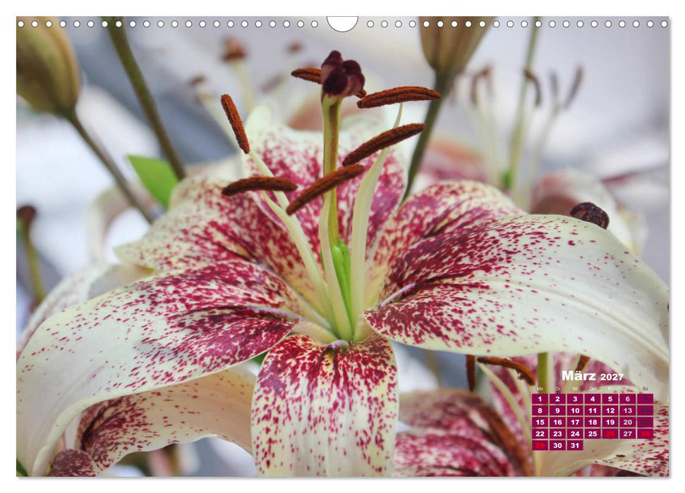 Lilien (Lilium) (CALVENDO Wandkalender 2027)