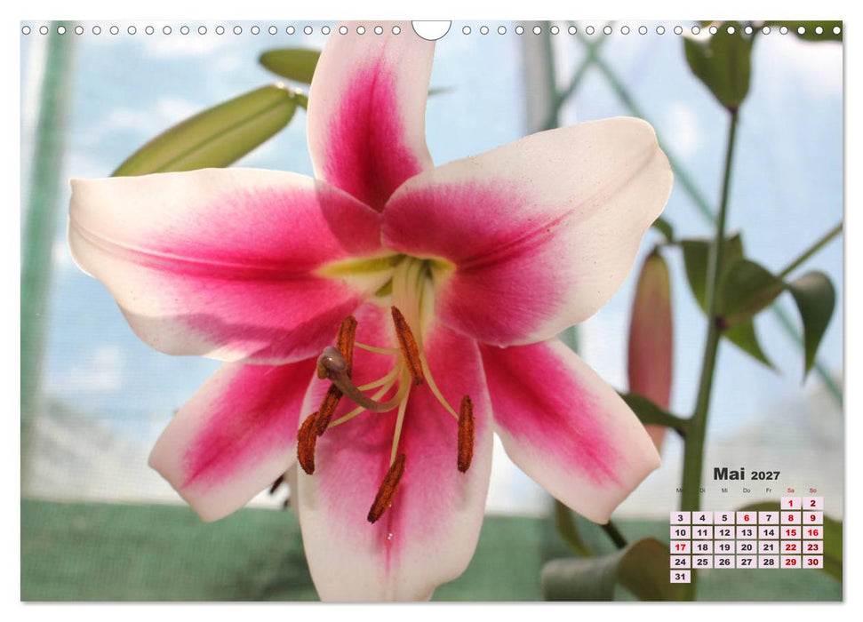 Lilien (Lilium) (CALVENDO Wandkalender 2027)