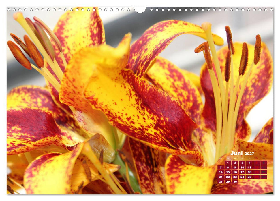 Lilien (Lilium) (CALVENDO Wandkalender 2027)