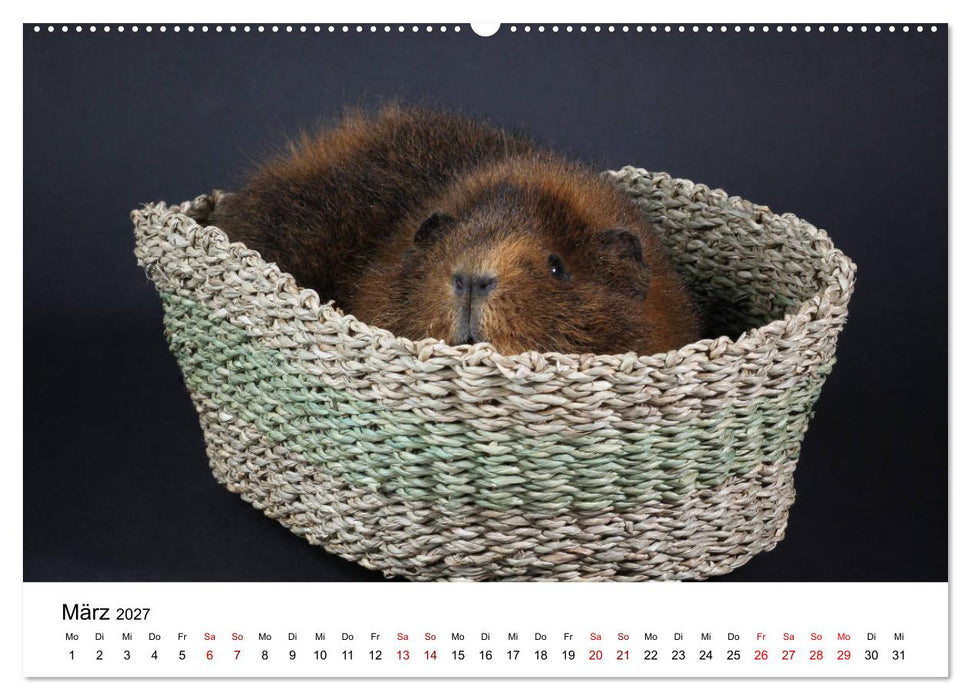 Unsere Meerschweinchen (CALVENDO Wandkalender 2027)