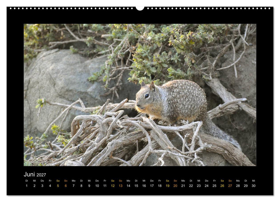 Yellowstone - Wunder der Natur (CALVENDO Wandkalender 2027)