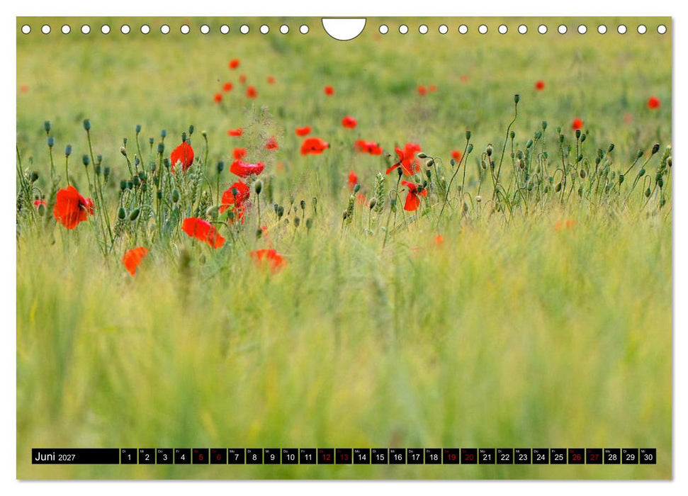 Oderlandschaft (CALVENDO Wandkalender 2027)
