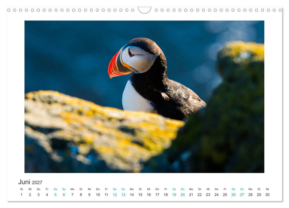 PAPAGEIENTAUCHER - Clowns der Nordmeere (CALVENDO Wandkalender 2027)