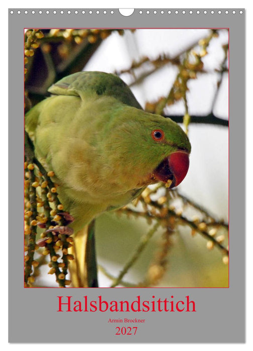 Halsbandsittich (CALVENDO Wandkalender 2027)