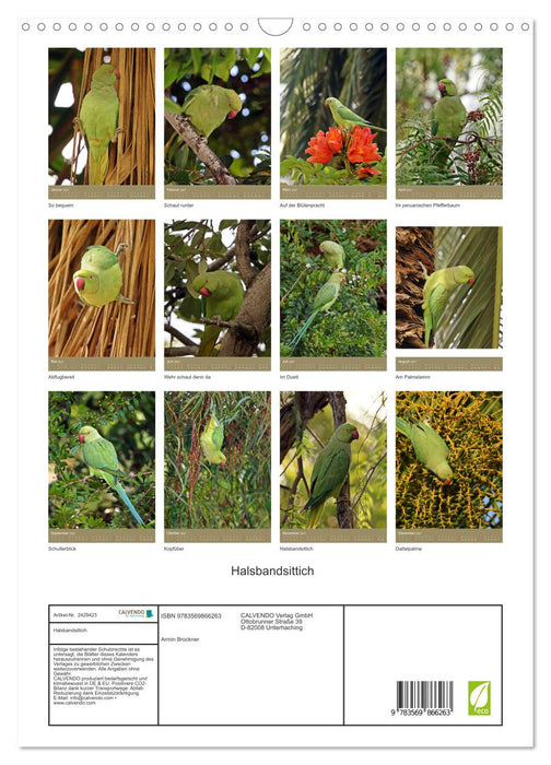 Halsbandsittich (CALVENDO Wandkalender 2027)