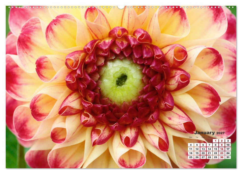 Magical Dahlias (CALVENDO Premium-Calendar 2027)