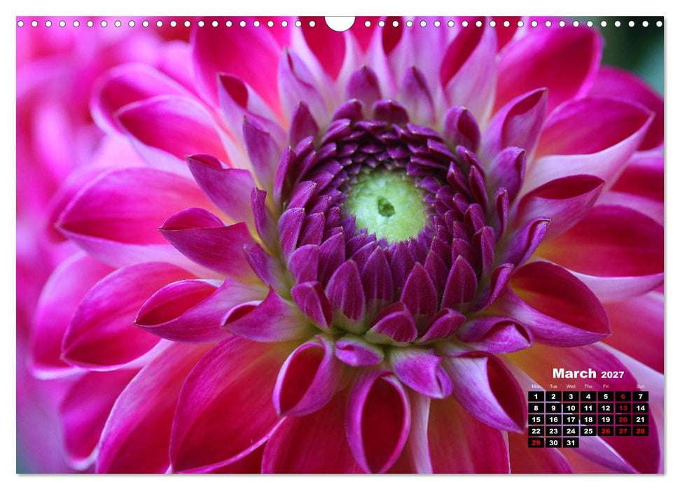 Magical Dahlias (CALVENDO Monthly Calendar 2027)