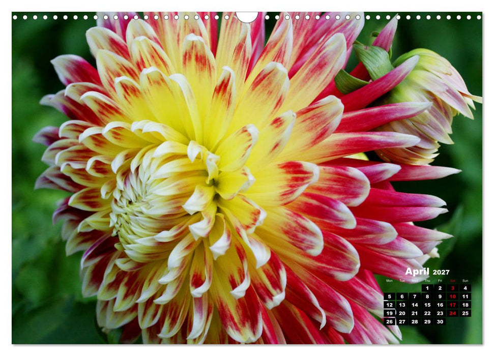 Magical Dahlias (CALVENDO Monthly Calendar 2027)
