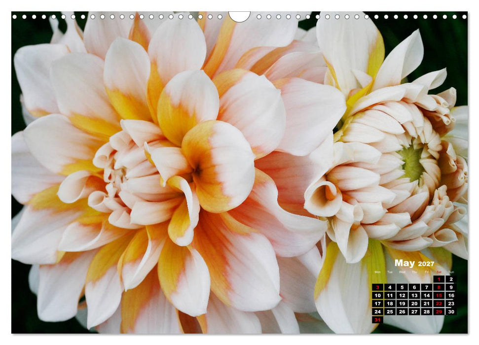 Magical Dahlias (CALVENDO Monthly Calendar 2027)
