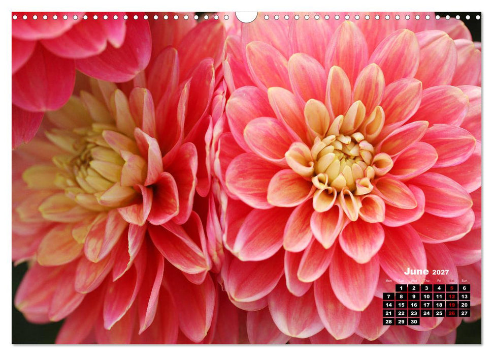Magical Dahlias (CALVENDO Monthly Calendar 2027)