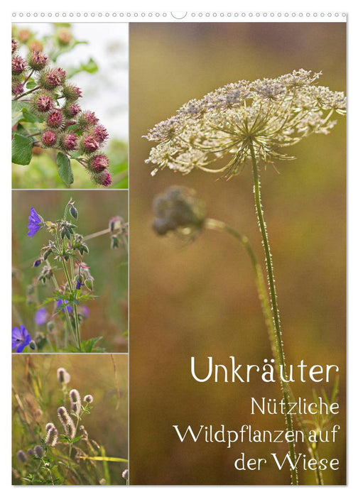 Unkräuter - Nützliche Wildpflanzen auf der Wiese (CALVENDO Wandkalender 2027)