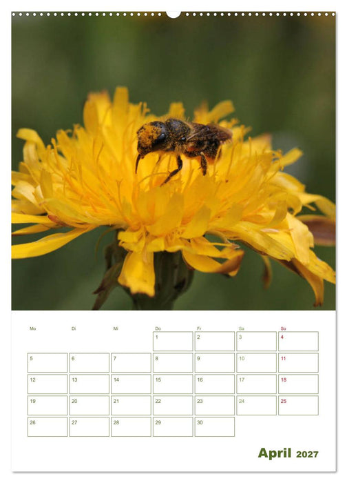 Wildbienen-Terminplaner 2027 (CALVENDO Premium Wandkalender 2027)