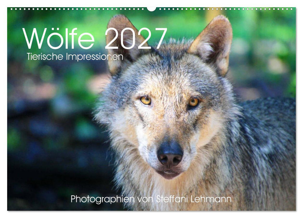 Wölfe 2027. Tierische Impressionen (CALVENDO Wandkalender 2027)