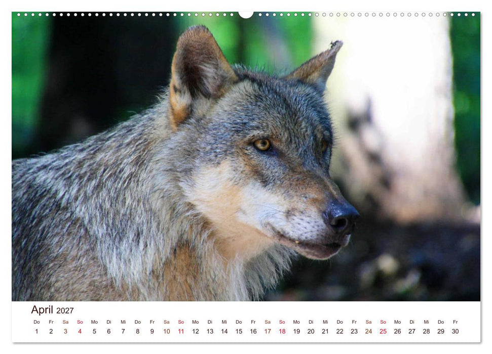 Wölfe 2027. Tierische Impressionen (CALVENDO Wandkalender 2027)