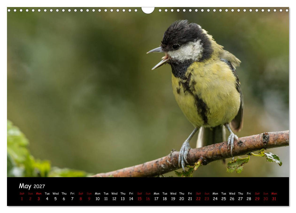 Popular garden birds of the united kingdom (CALVENDO Monthly Calendar 2027)