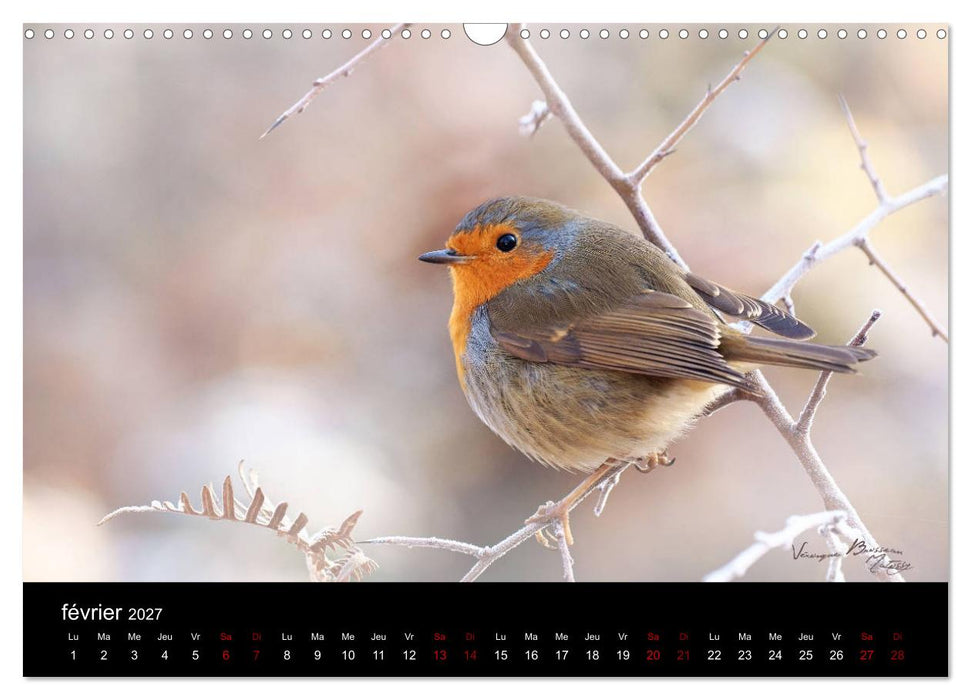Mon ami le rouge-gorge (CALVENDO Calendrier mensuel 2027)