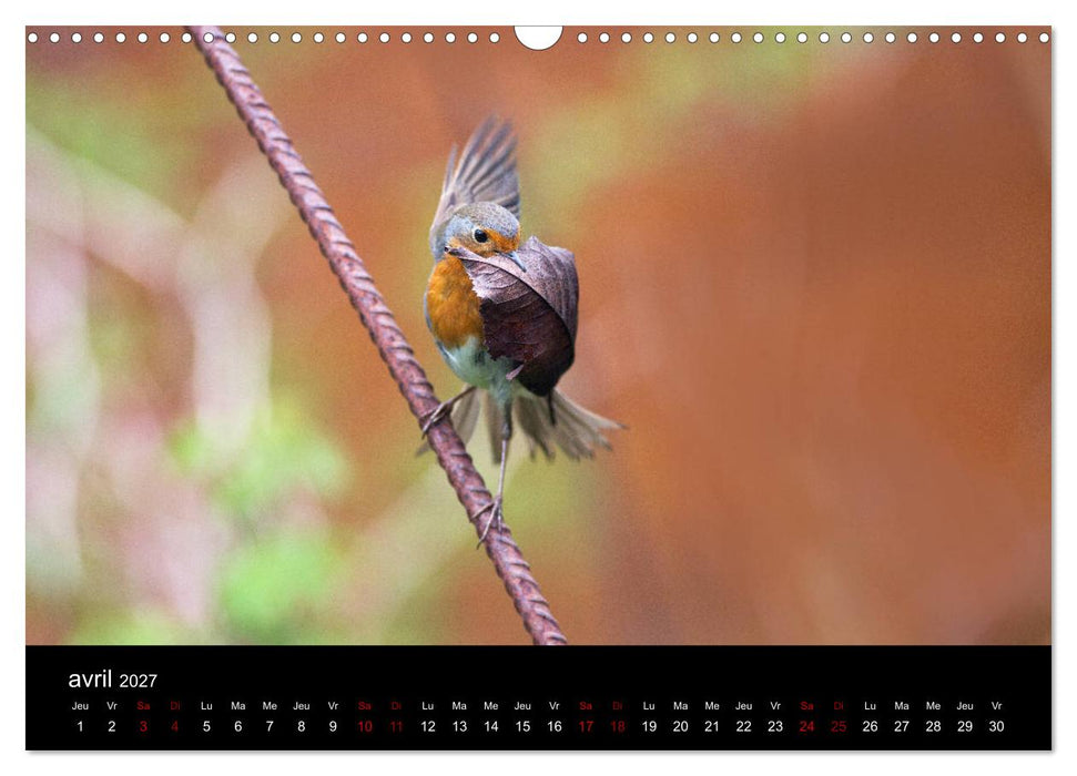 Mon ami le rouge-gorge (CALVENDO Calendrier mensuel 2027)