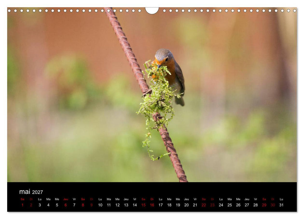 Mon ami le rouge-gorge (CALVENDO Calendrier mensuel 2027)