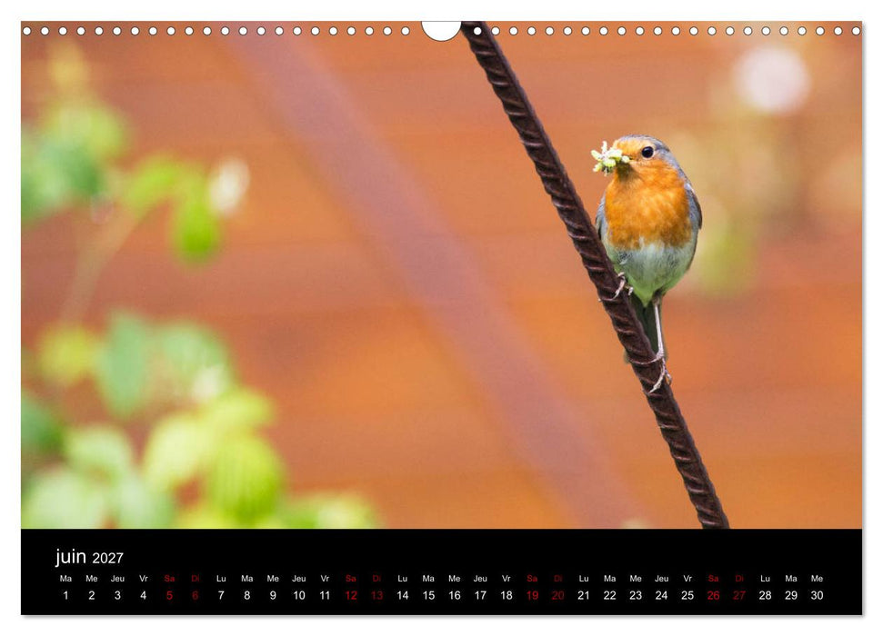 Mon ami le rouge-gorge (CALVENDO Calendrier mensuel 2027)