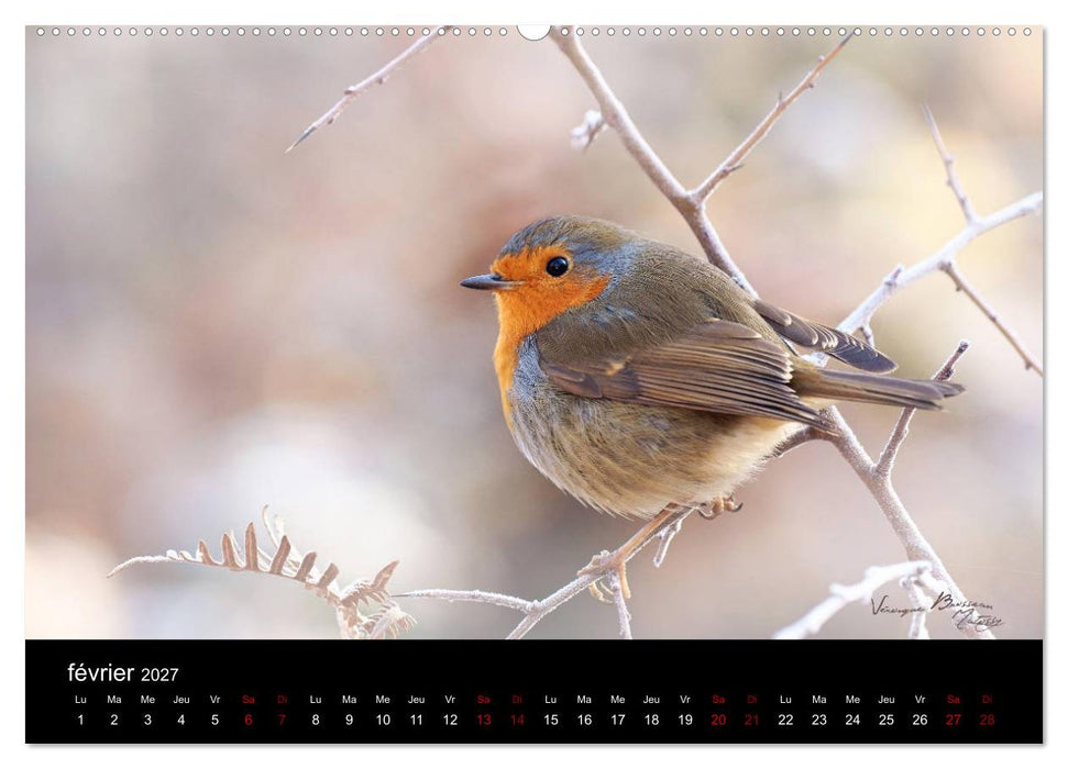 Mon ami le rouge-gorge (CALVENDO Calendrier supérieur 2027)