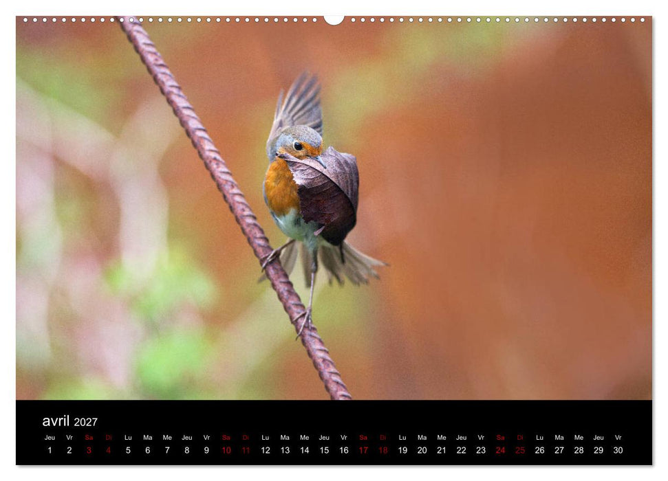 Mon ami le rouge-gorge (CALVENDO Calendrier supérieur 2027)