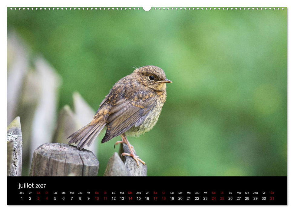 Mon ami le rouge-gorge (CALVENDO Calendrier supérieur 2027)