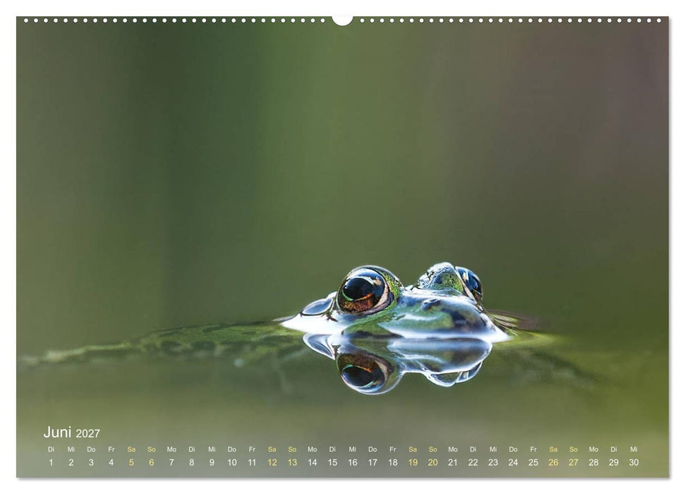 Frösche zum Verlieben (CALVENDO Premium Wandkalender 2027)