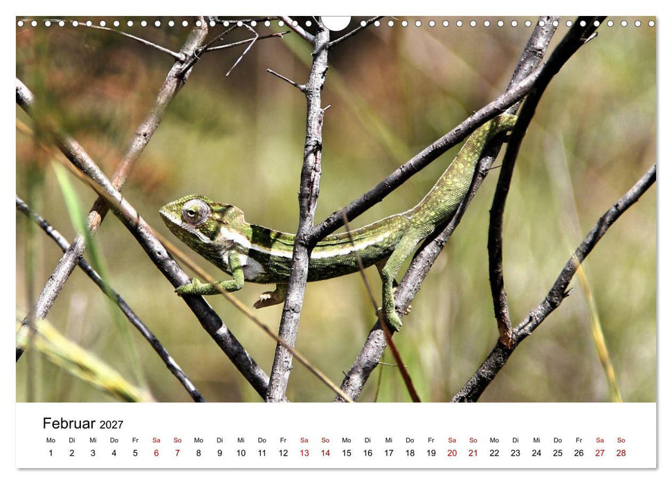 Tiere Madagaskars (CALVENDO Wandkalender 2027)