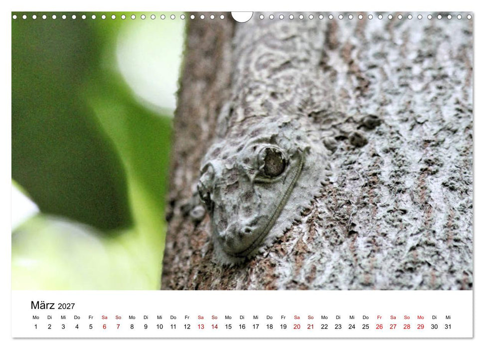 Tiere Madagaskars (CALVENDO Wandkalender 2027)