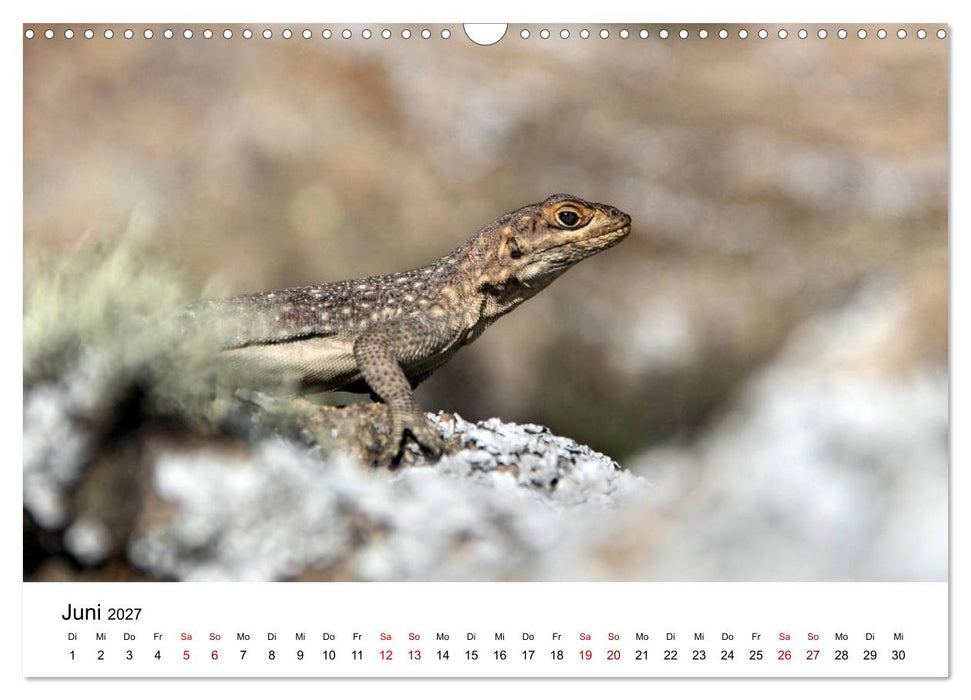 Tiere Madagaskars (CALVENDO Wandkalender 2027)