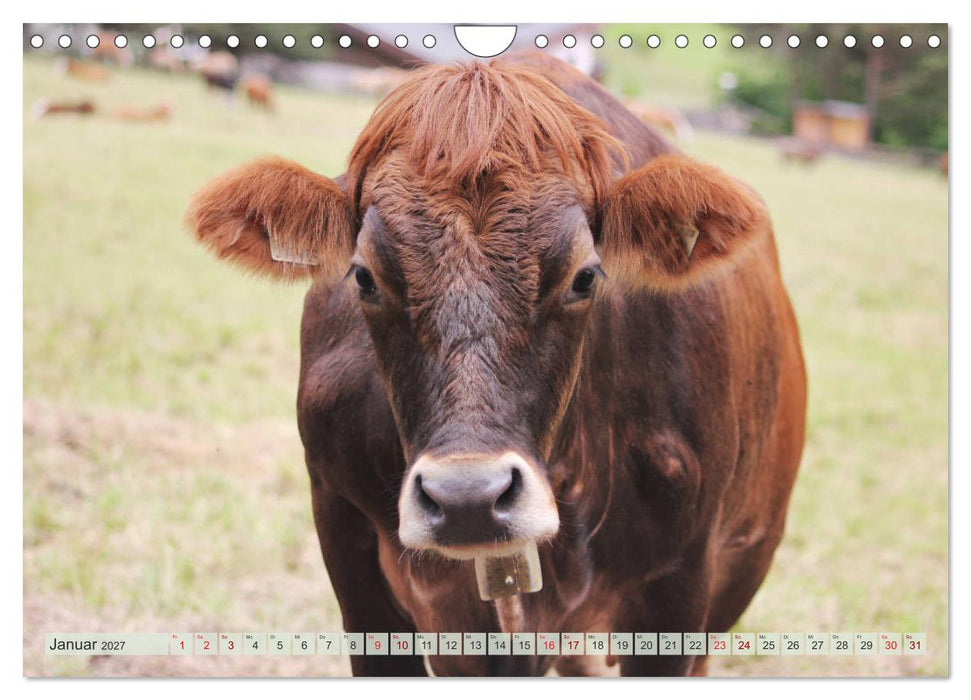 Alpenrinder (CALVENDO Wandkalender 2027)