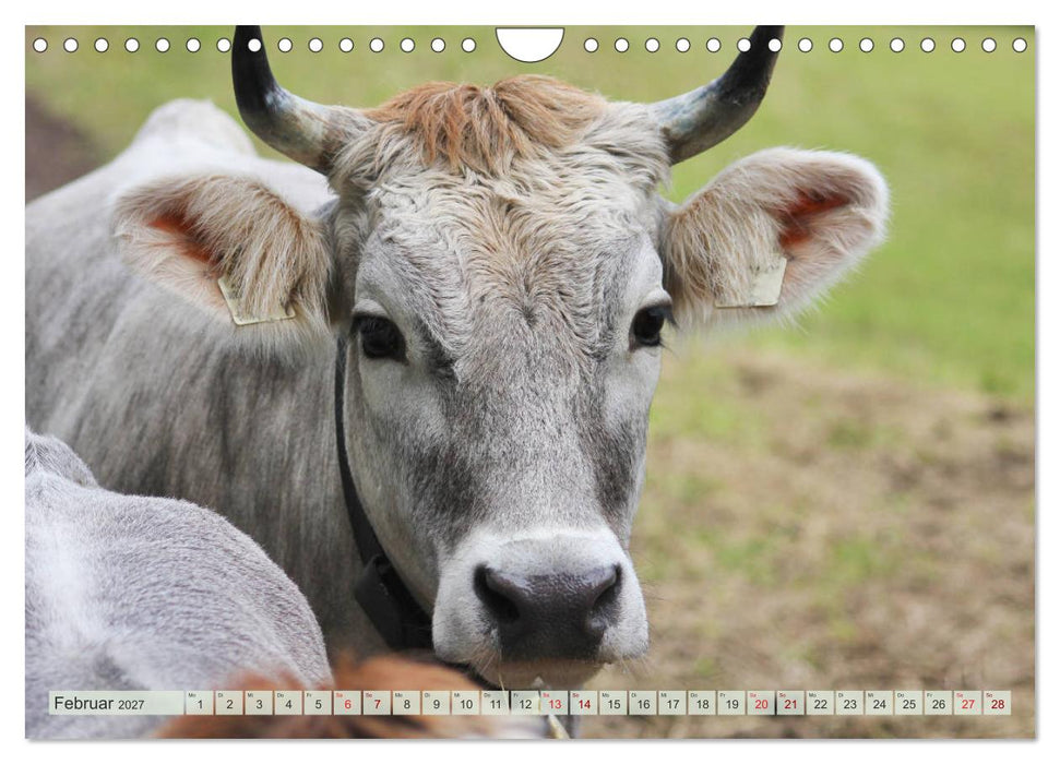 Alpenrinder (CALVENDO Wandkalender 2027)
