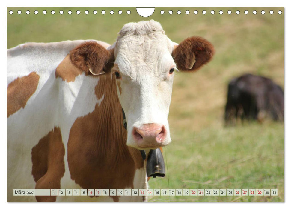 Alpenrinder (CALVENDO Wandkalender 2027)