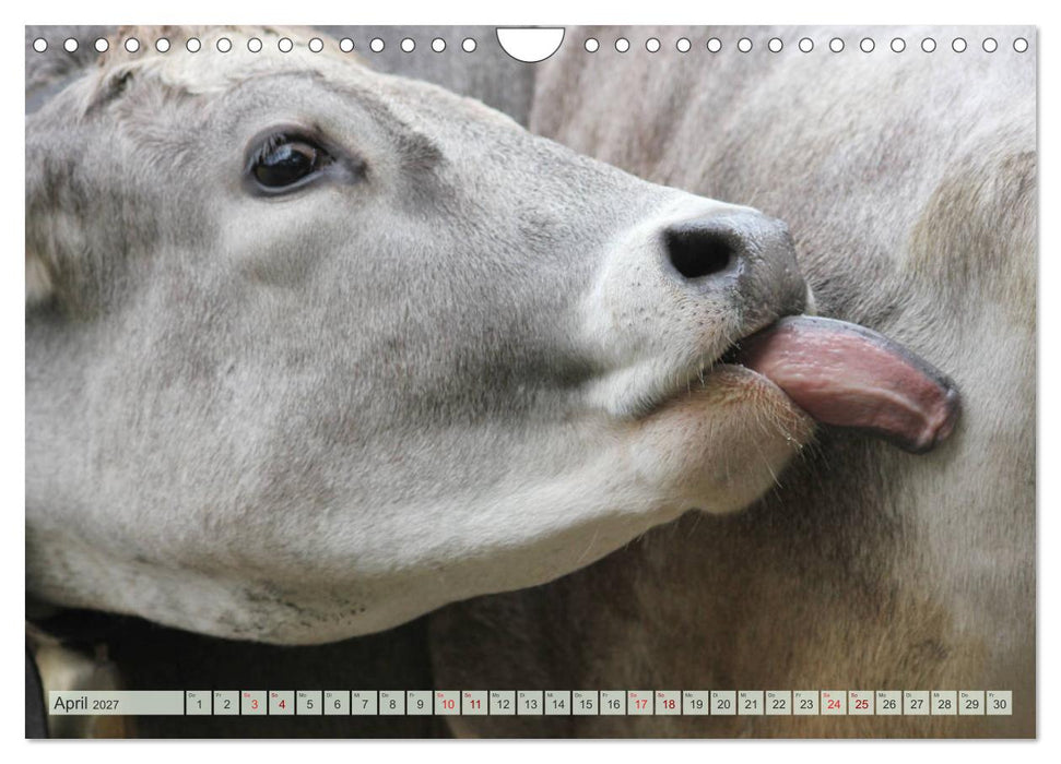 Alpenrinder (CALVENDO Wandkalender 2027)