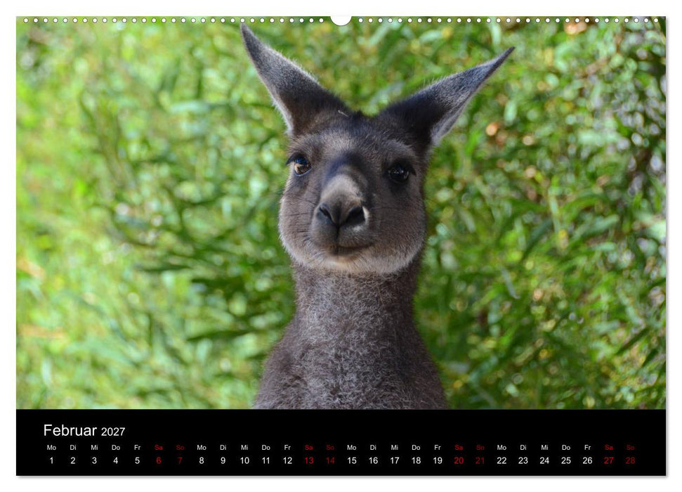 Australian Wildlife (CALVENDO Wandkalender 2027)