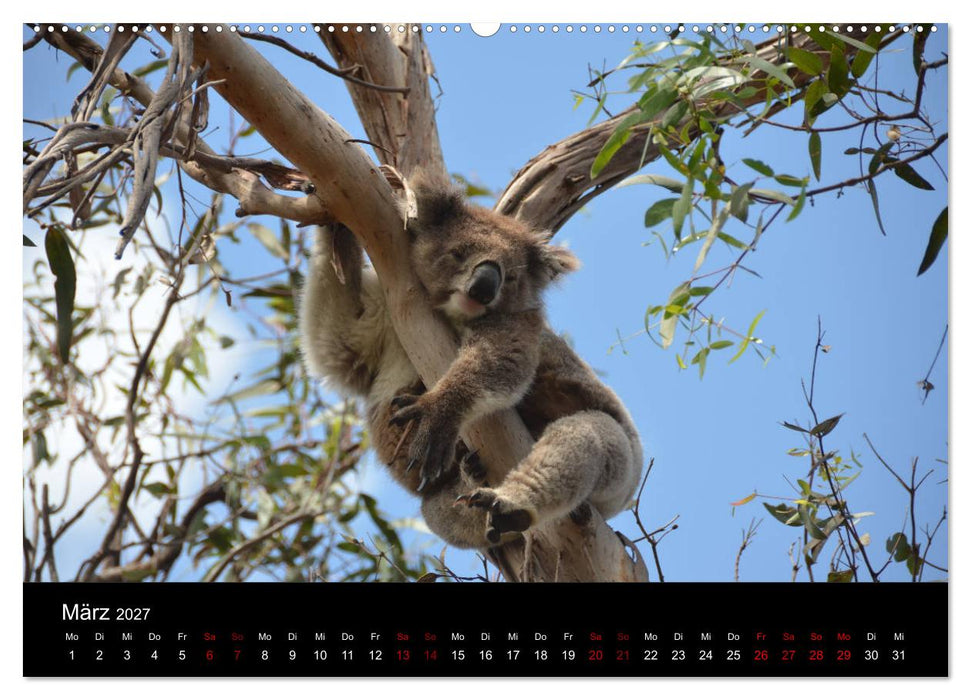 Australian Wildlife (CALVENDO Wandkalender 2027)