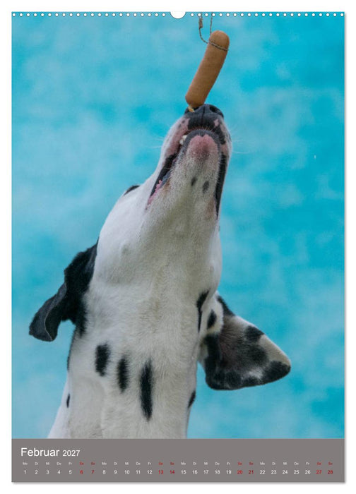 Hundegesichter beim Würstchenschnappen (CALVENDO Wandkalender 2027)
