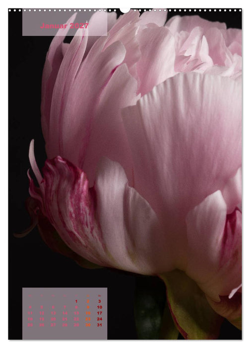 Die Königin der Rosen (CALVENDO Premium Wandkalender 2027)