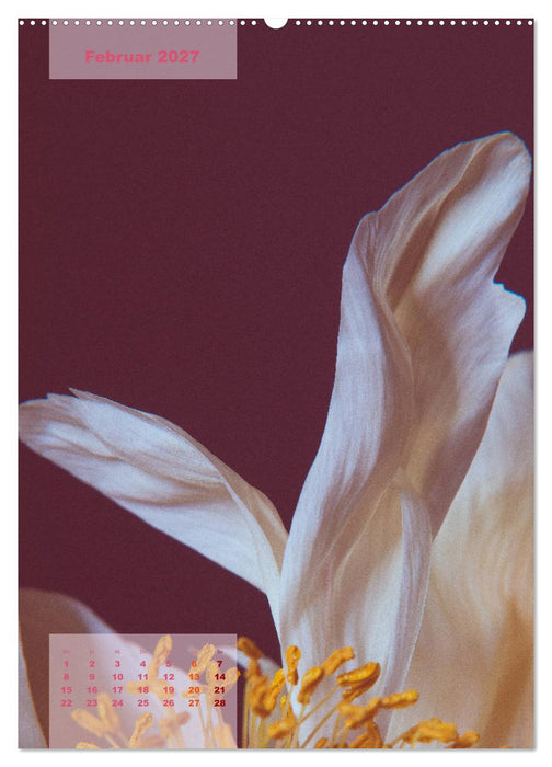 Die Königin der Rosen (CALVENDO Premium Wandkalender 2027)