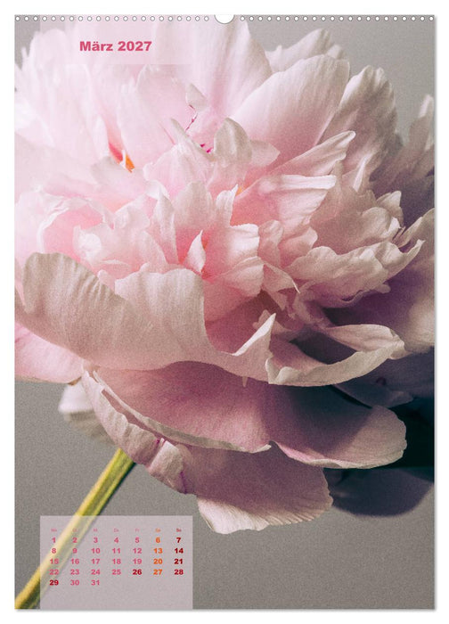 Die Königin der Rosen (CALVENDO Premium Wandkalender 2027)