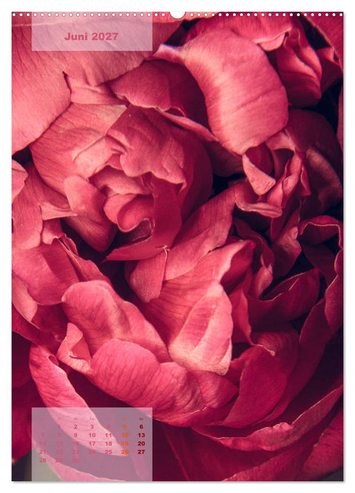 Die Königin der Rosen (CALVENDO Premium Wandkalender 2027)