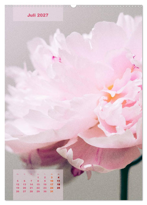 Die Königin der Rosen (CALVENDO Premium Wandkalender 2027)