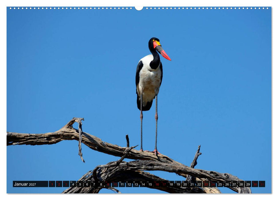 Faszination Botswana (CALVENDO Wandkalender 2027)
