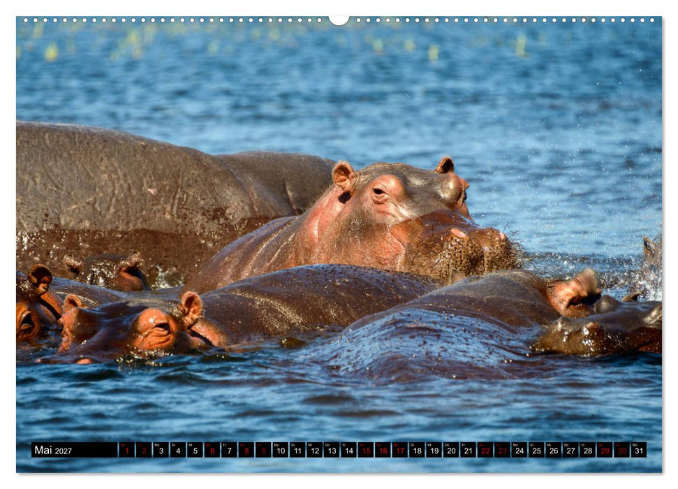 Faszination Botswana (CALVENDO Wandkalender 2027)