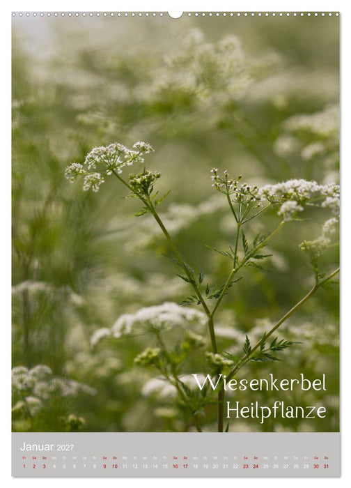 Unkräuter – Nützliche Schönheiten auf der Wiese (CALVENDO Premium Wandkalender 2027)