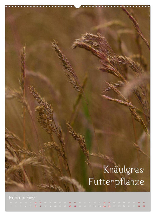 Unkräuter – Nützliche Schönheiten auf der Wiese (CALVENDO Premium Wandkalender 2027)