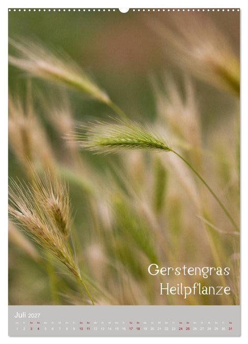 Unkräuter – Nützliche Schönheiten auf der Wiese (CALVENDO Premium Wandkalender 2027)