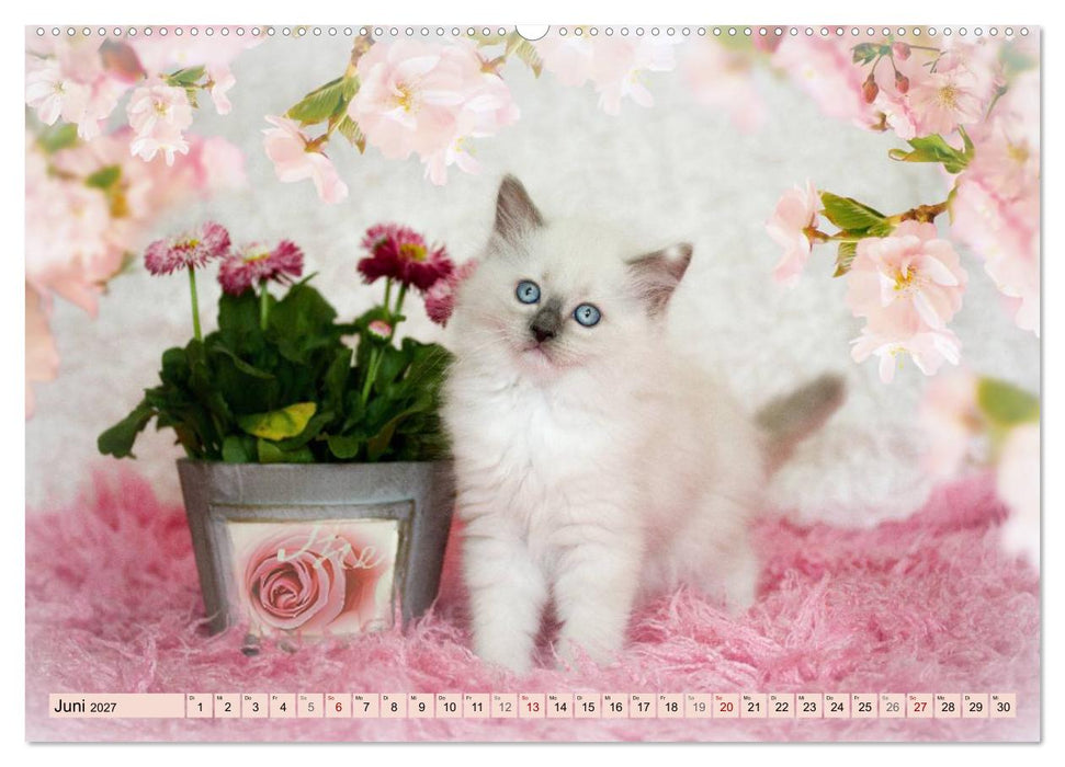 RAGDOLLS Impressionen aus der Kinderstube (CALVENDO Wandkalender 2027)