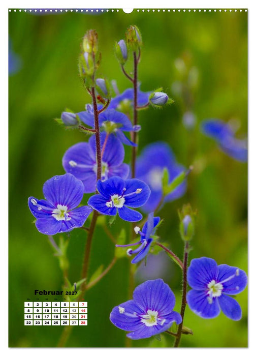 Zauber der Natur - Heimische Orchideen und Wiesenblumen (CALVENDO Premium Wandkalender 2027)