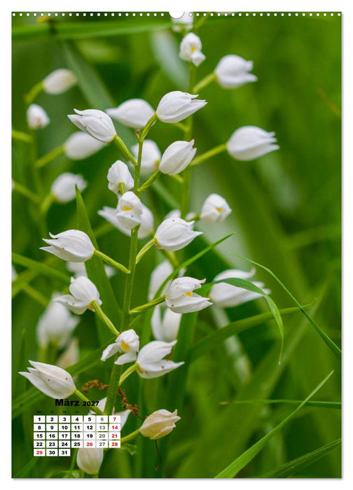 Zauber der Natur - Heimische Orchideen und Wiesenblumen (CALVENDO Premium Wandkalender 2027)